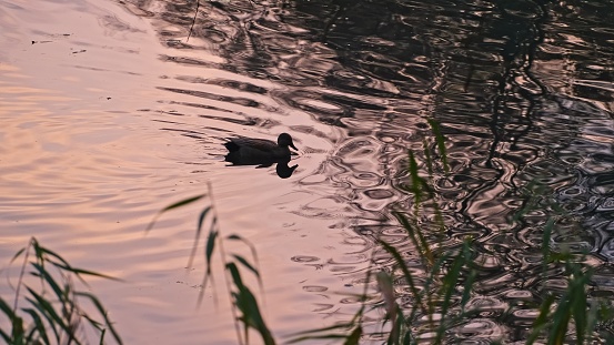 Pair of Graceful Beautiful Ducks Swimming in Calm Lake