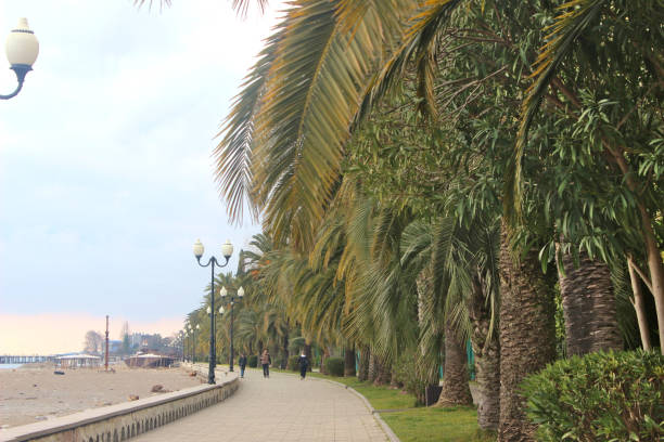 istock The embankment is lined with palm trees. Abkhazia, Gagra. 2098805622