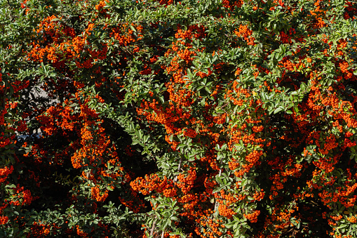 Branch of pyracantha or firethorn with bright red berries against blurred dark green foliage background. Selective focus. Close-up. Nature concept for design