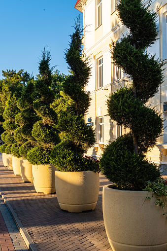 Topiary art in park design. Long row of Sheared thujas occidentalis Smaragd Variegata in white pots on embankment of resort town of Gelendzhik. Close-up. Pots with thujas stand one after another.