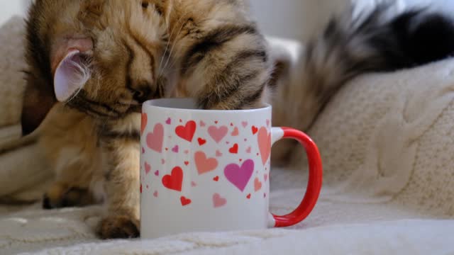 Cup with hearts and funny pretty cute kitten.  tabby cat. Funny pets. Valentines Day, Birthday, Dating