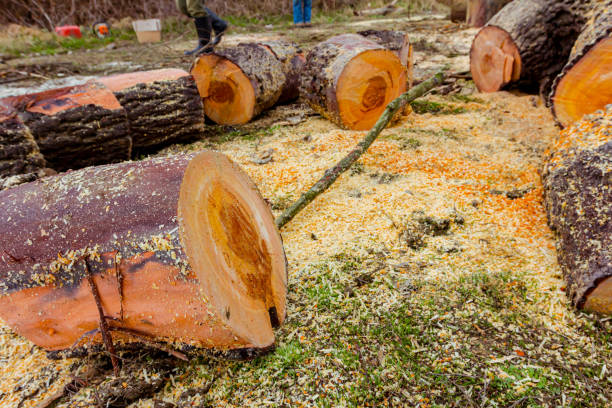 Wood, freshly cut stumps of trees on the forest ground, lumber texture, wooden, hardwood, firewood
