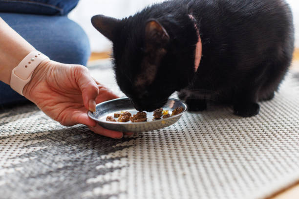 istock Black Cat Eating Food From Plate 2098836827