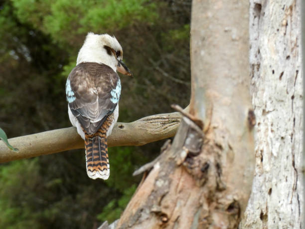 istock Kookaburra, native bird, Australia 2098840053