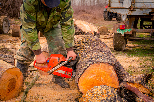 Lumberjack is chopping, split large tree trunks, using professional chainsaw slicing freshly cut stump of trees on the forest ground, lumber texture, wooden, hardwood, firewood.