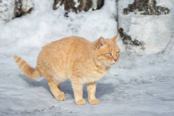 istock Beautiful ginger cat on snow background 2098848401
