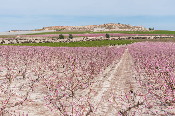 istock an orchard with pink blooming trees and dirt in the foreground 2098856856