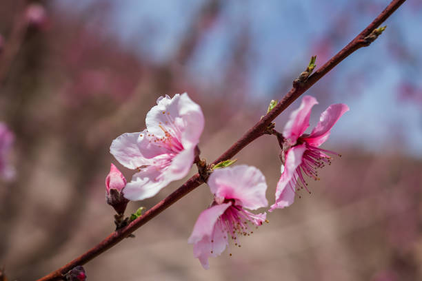 Close-up of pink flowers blooming on a small tree branch