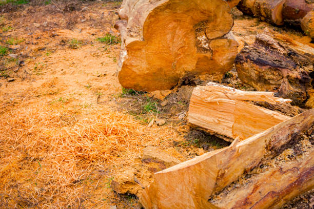 Wood, freshly cut stumps of trees on the forest ground, lumber texture, wooden, hardwood, firewood