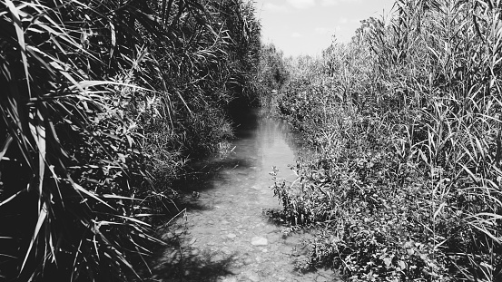 Tranquil Creek Flowing Through Dense Reeds, A Monochrome Nature's Path Unveiled