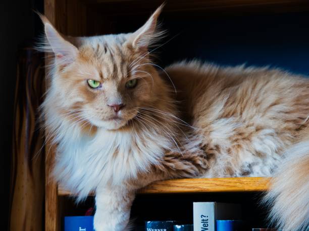 istock a fluffy cat is sitting on a bookshelf with blue book spines in the 2098875641