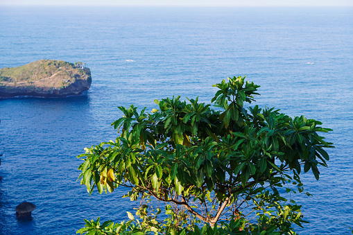 Tropical green tree near the sea against clear blue sky in Indonesia