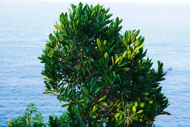 Tropical green tree near the sea against clear blue sky in Indonesia