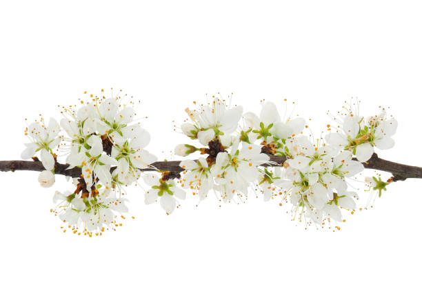 istock Blossoming blackthorn tree branch isolated on white background, Prunus spinosa 2098918007
