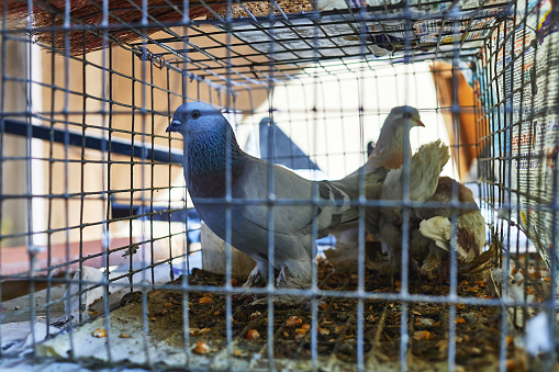 homing pigeons in a cage. selective focus photo