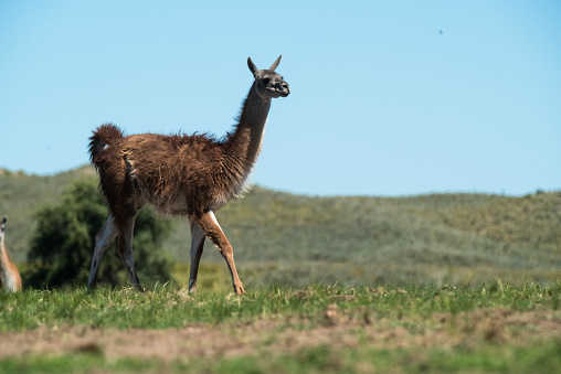Guanacos in Pampas grass environment, La Pampa,