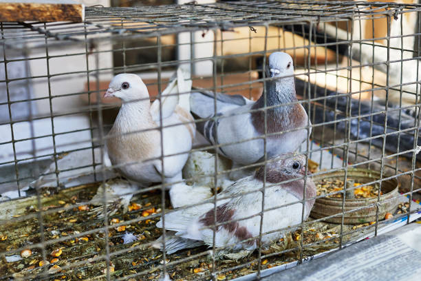 istock homing pigeons in a cage 2098922130