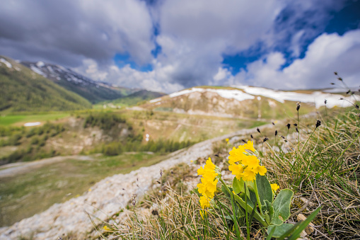 Auricula, mountain cowslip or bear's ear  flowers (Primula auricula) grwoing in the Nockberge nature reserve landscape during an overcast springtime day in Carinthia, Austria.