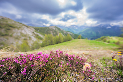 Heat flowers growing in the Nockberge nature reserve landscape during an overcast springtime day in Carinthia, Austria.