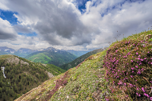 Heat flowers growing in the Nockberge nature reserve landscape during an overcast springtime day in Carinthia, Austria.