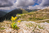 Auricula flowers in Nockberge nature reserve landscape in Carinthia
