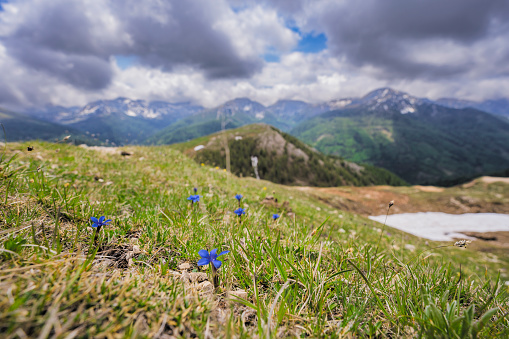 Spring gentian flowers (Gentiana verna) growing in the Nockberge nature reserve landscape during an overcast springtime day in Carinthia, Austria.