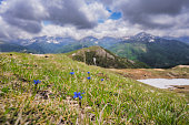 Spring gentian flowers in Nockberge nature reserve landscape in Carinthia