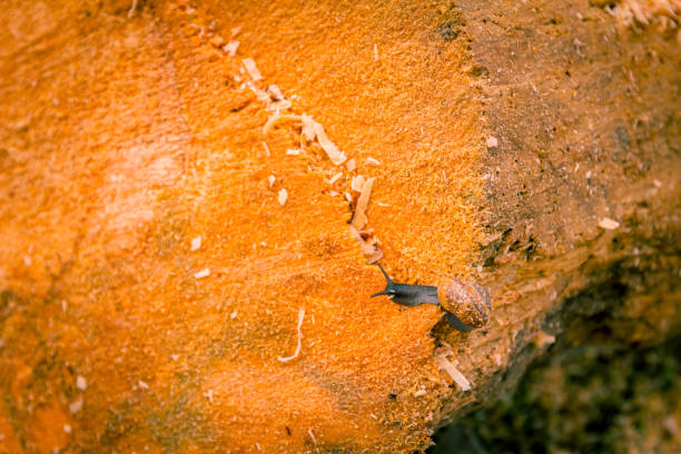 Little snail crawling over freshly cut rotten stump covered with sawdust, wooden texture, firewood.