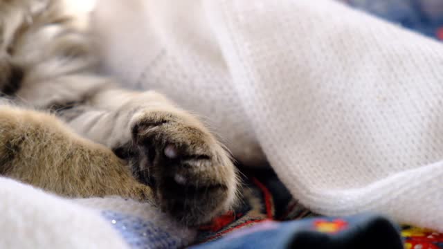 Pretty cute kitten relaxing on the bed with heap clothes. Tabby cat. Funny pets.