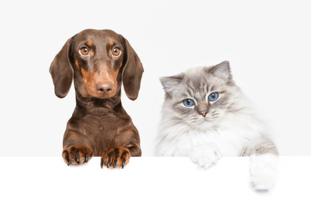 istock Dachsund dog and Ragdoll cat unusual friendship 2098956007