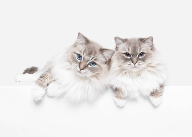 istock Ragdoll cats best friends portrait 2098956016
