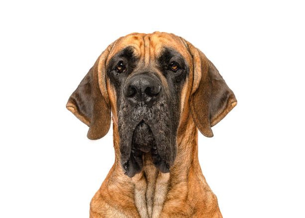 istock Great Dane dog portrait 2098956017