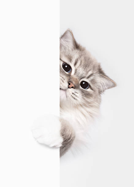 istock Cute Ragdoll cat peeking on corner portrait 2098956521