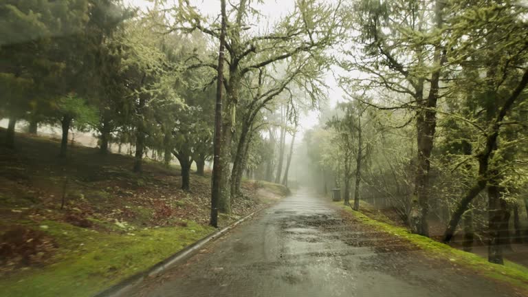 Driving Point of view along Laurel forest on rainy day in Slow motion