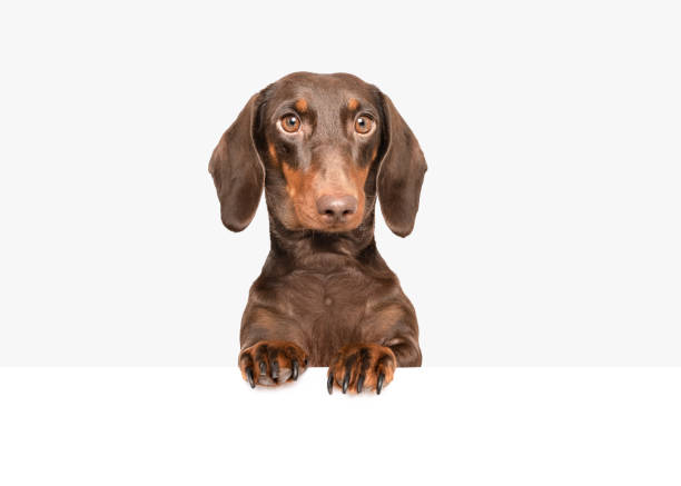 istock Dachsund dog peeking portrait 2098957627