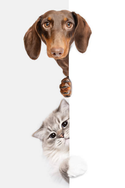 Curious Dachsund dog and Ragdoll cat peeking on corner Dachshund dog and Ragdoll cat best friends peeking isolated on white studio background peeking stock pictures, royalty-free photos & images