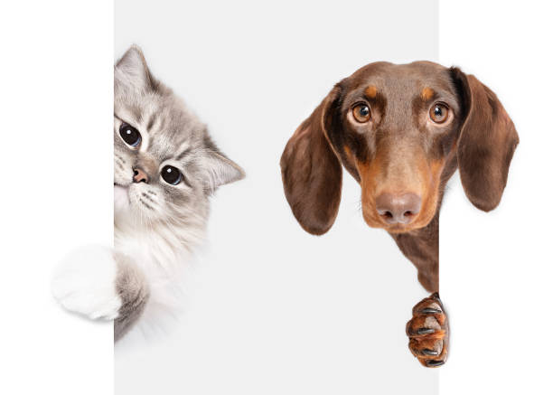 istock Dachsund dog and Ragdoll cat friends peeking 2098958151