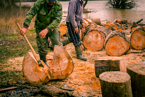 Lumberjack with hatchet slicing, chopping, freshly cut stump of trees on the forest ground, lumber texture, wooden, hardwood, firewood near the river.