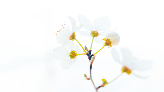 Springtime blossoms against the white background. Blossom concept