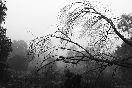 Beautiful and dark Eucalyptus forest covered by fog in the morning in Spain