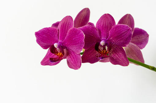 Beautiful branch of bright purple phalaenopsis orchid flower, known as moth orchid or fal, on white background. Selective focus. Selective focus in foreground, space for text on right.