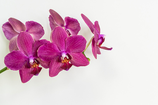 Beautiful branch of bright purple phalaenopsis orchid flower, known as moth orchid or fal, on white background. Selective focus. Selective focus in foreground, space for text on right.