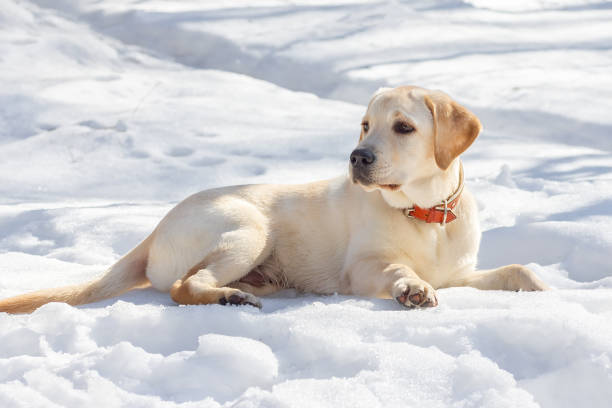istock Young labrador observing winter grounds in the nature. 2098997786