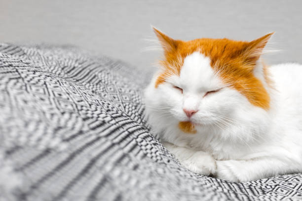 A malayan domestic cat peacefully naps on a vibrant red surface, its elegant whiskers and paws adding to the serene scene