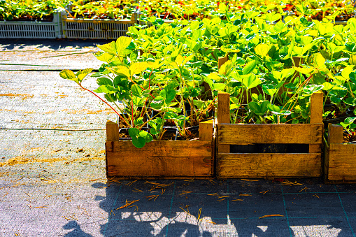 Strawberry seedlings in a tray in a plant nursery. planting strawberries. strawberry seedlings. High quality photo