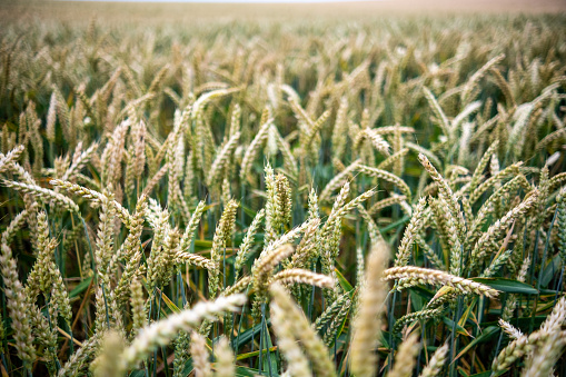 Wheat, growing in a field, closeup on ears