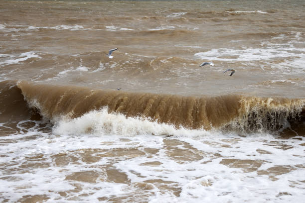 Seagulls fly over sea waves during a storm - foto de stock