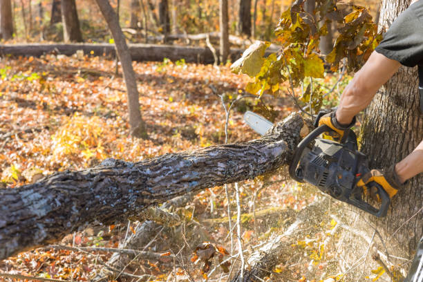 istock Trees are cut down by professional lumberjack using chainsaw during autumn cleaning in a forest 2099013948