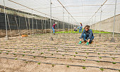Hispanic woman planting vegetables inside organic greenhouse - Local food product and sustainable work concept - Main focus on female worker face