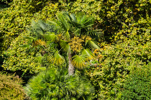 Kadaka ornamental plants or bird's nest nails or Asplenium nidus (Paku sarang burung) in the garden